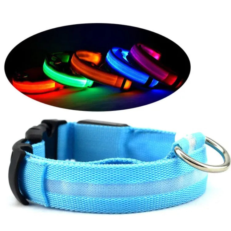 Collier LED pour chien allumé dans le noir