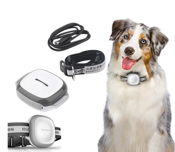 Kit Sécurité Chien - collier GPS porté par un chien