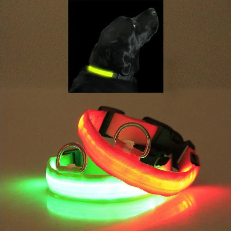 Collier LED de sécurité porté par un chien lors d'une balade nocturne