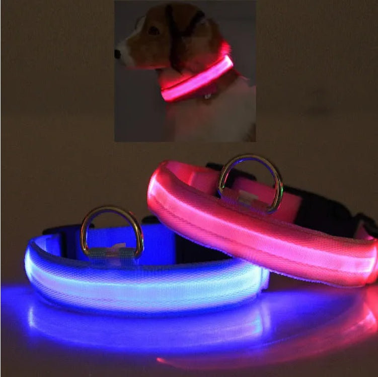 Collier LED de sécurité pour chien - plusieurs tailles