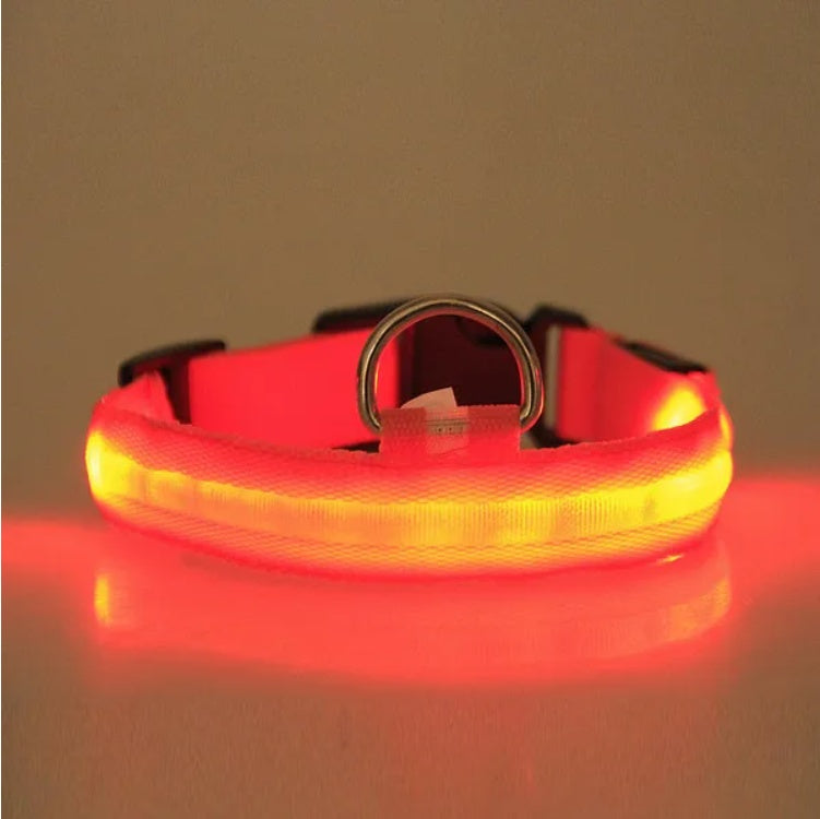 Collier LED pour chien - plusieurs coloris disponibles